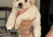 Maltipoo bebekler